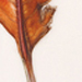 Beverly Allen Magnolia grandiflora leaf Watercolour on vellum	