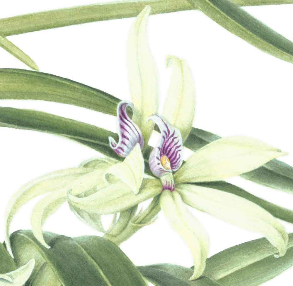 Beverly Allen Anacheilium pentotis