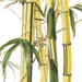 Beverly Allen Bambusa vulgaris cv.'Striata' Painted bamboo