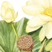 Beverly Allen Nelumbo lutea Yellow American lotus